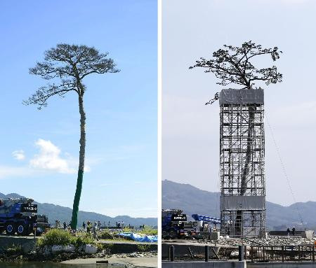 Sức sống thần kỳ của cây tùng sau sóng thần ở Nhật ảnh 1