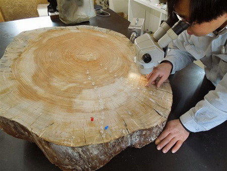 Sức sống thần kỳ của cây tùng sau sóng thần ở Nhật ảnh 2