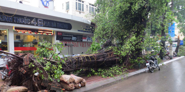 Hà Nội: Cây lớn la liệt đổ sau trận mưa đầu giờ sáng ảnh 2