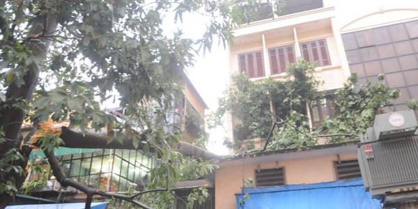 Hà Nội ngổn ngang cây đổ sau mưa lốc chiều 17/8 ảnh 4 Hà Nội ngổn ngang cây đổ sau mưa lốc chiều 17/8 ảnh 4