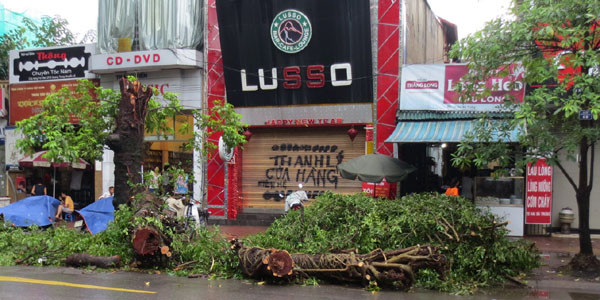 Hà Nội: Cây lớn la liệt đổ sau trận mưa đầu giờ sáng ảnh 3