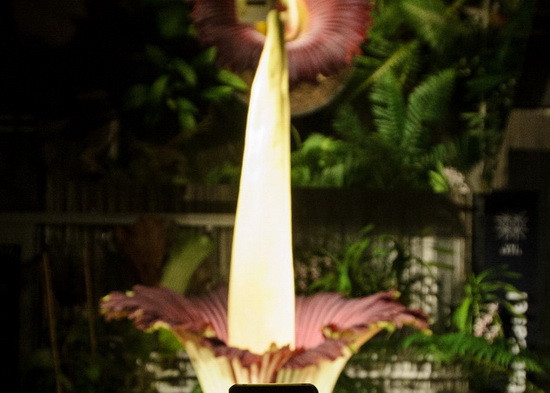 Thụy Sĩ: Bông hoa lớn nhất thế giới nở lần thứ 2 ảnh 1