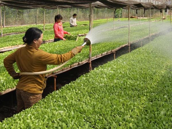 Nông thôn mới không thể thiếu vắng doanh nghiệp ảnh 1