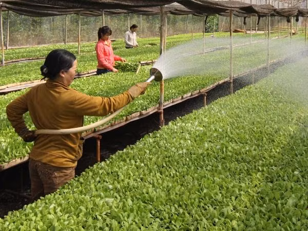 Nông thôn mới không thể thiếu vắng doanh nghiệp ảnh 1