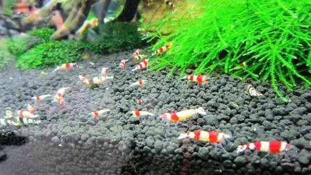 Giật mình với thú chơi tép thủy sinh giá nghìn đô ảnh 2