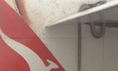 Hành khách khiếp vía khi thấy trăn trên máy bay ảnh 1