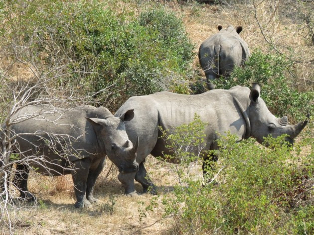 “Sừng tê giác không phải là thần dược hay đẳng cấp" ảnh 1