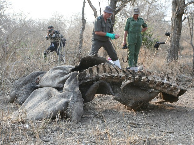 “Sừng tê giác không phải là thần dược hay đẳng cấp" ảnh 2