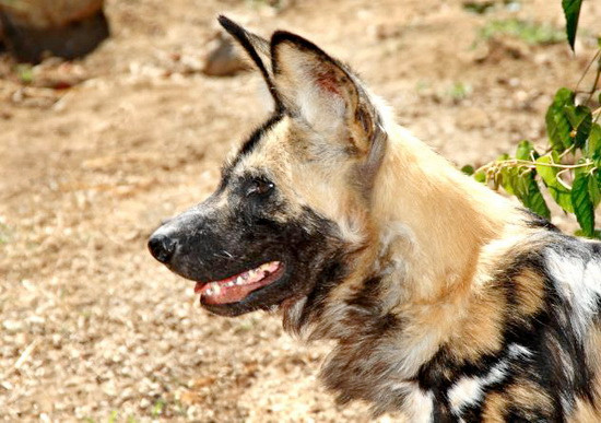 Chó hoang ở khu bảo tồn sinh thái sát hại 4 người ảnh 1