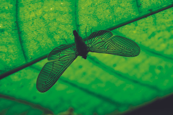 “Săn” những khoảnh khắc đẹp để bảo tồn thiên nhiên ảnh 1