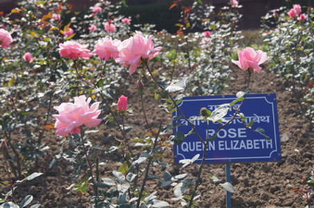 Mughal Gardens - Xứ sở của các loài cây và hoa ảnh 1