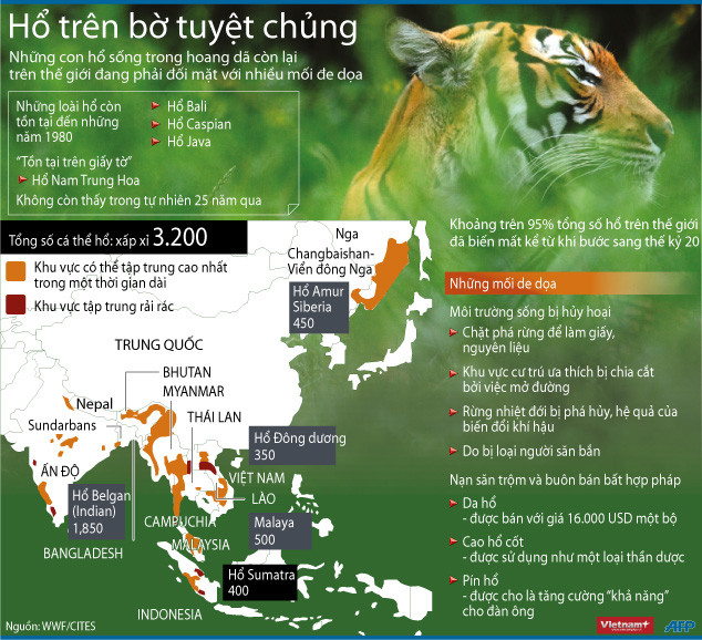 Indonesia: Lại thêm một con hổ Sumatra bị giết ảnh 1