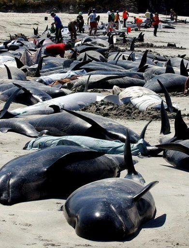 Cá voi mắc cạn tập thể không cùng một gia đình ảnh 1