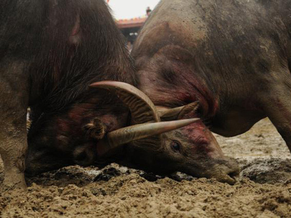 Tưng bừng lễ hội chọi trâu lâu đời nhất cả nước ảnh 2