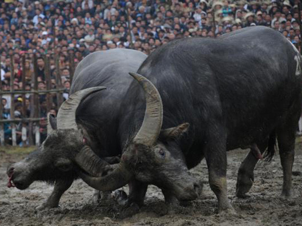 Tưng bừng lễ hội chọi trâu lâu đời nhất cả nước ảnh 1
