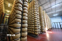 Phomát được chế biến tại Tortiano, Parma, Italy. (Nguồn: THX/TTXVN(