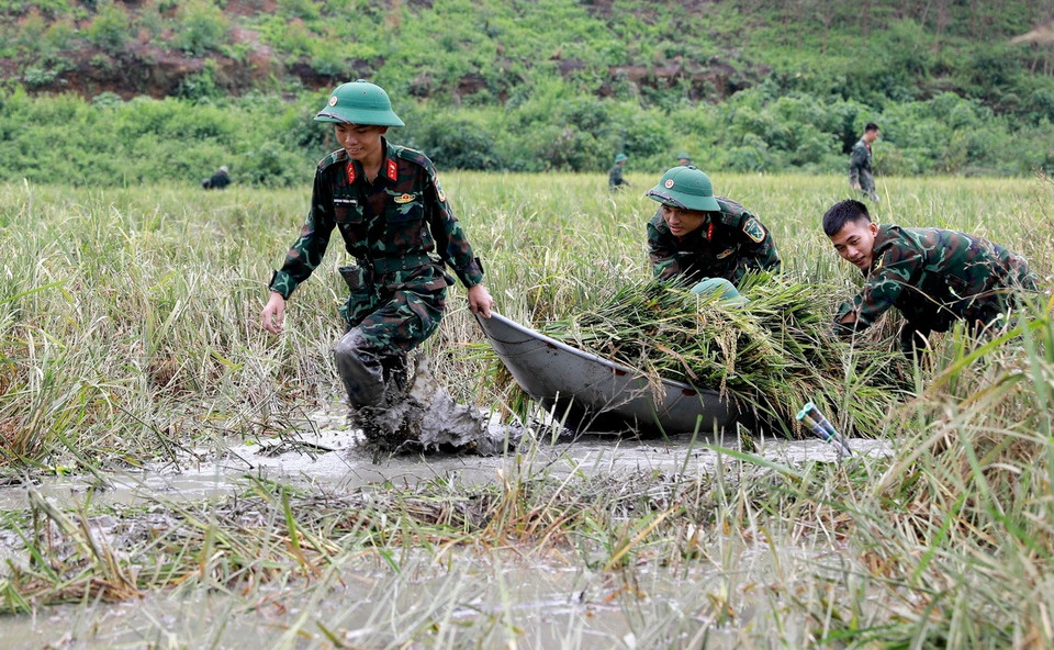 Cán bộ, chiến sỹ Ban chỉ huy quân sự huyện Sông Lô và Trường Trung cấp Kỹ thuật Tăng thiết giáp gặt lúa bị ngập úng sau bão số 3 cho người dân xã Nhân Đạo, huyện Sông Lô, tỉnh Vĩnh Phúc. (Ảnh: Hoàng Hùng/TTXVN)
