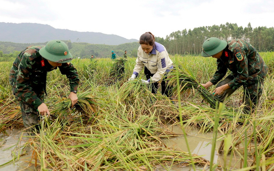 Cán bộ, chiến sỹ Ban chỉ huy quân sự huyện Sông Lô và Trường Trung cấp Kỹ thuật Tăng thiết giáp gặt lúa bị ngập úng sau bão số 3 cho người dân xã Nhân Đạo, huyện Sông Lô, tỉnh Vĩnh Phúc. (Ảnh: Hoàng Hùng/TTXVN)