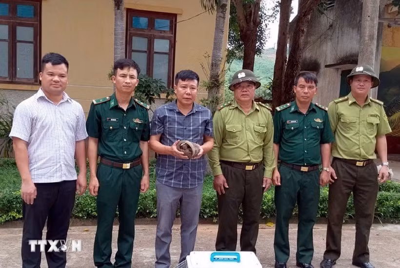 Tiếp nhận cá thể Tê tê java từ Ủy ban Nhân dân xã Thượng Trạch. (Ảnh: TTXVN phát)
