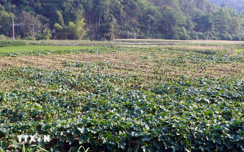 Một vườn bí xanh thơm tại thôn Pác Nghè, xã Địa Linh bị héo chết lan rộng. (Ảnh: Nguyễn Công Hải/TTXVN(