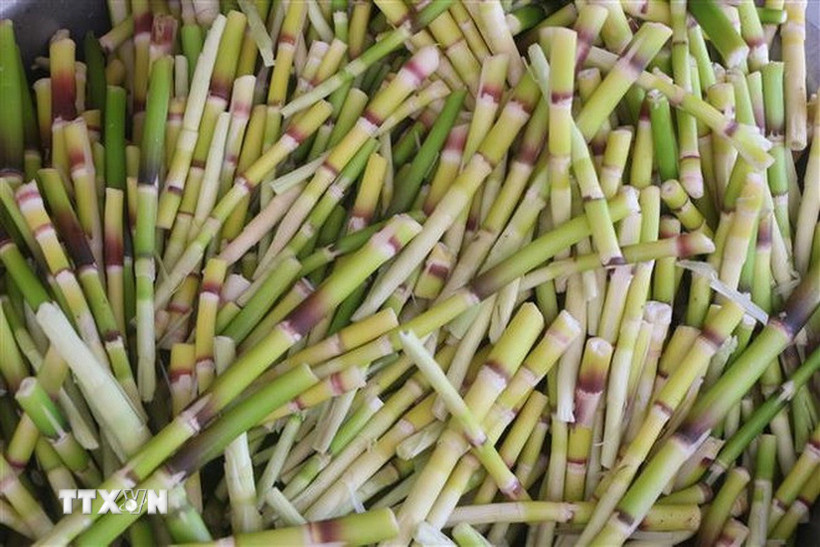 Một loại măng rừng. (Nguồn: TTXVN)