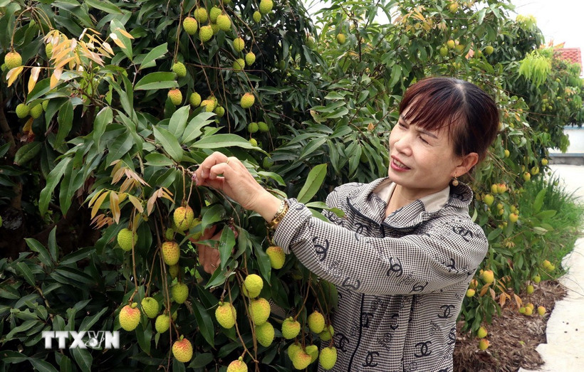 Nhờ chuyển giao khoa học kỹ thuật, đến nay, vải trứng Hưng Yên được nhân rộng tại các xã trên địa bàn huyện Phù Cừ. (Ảnh: Đinh Văn Nhiều/TTXVN)