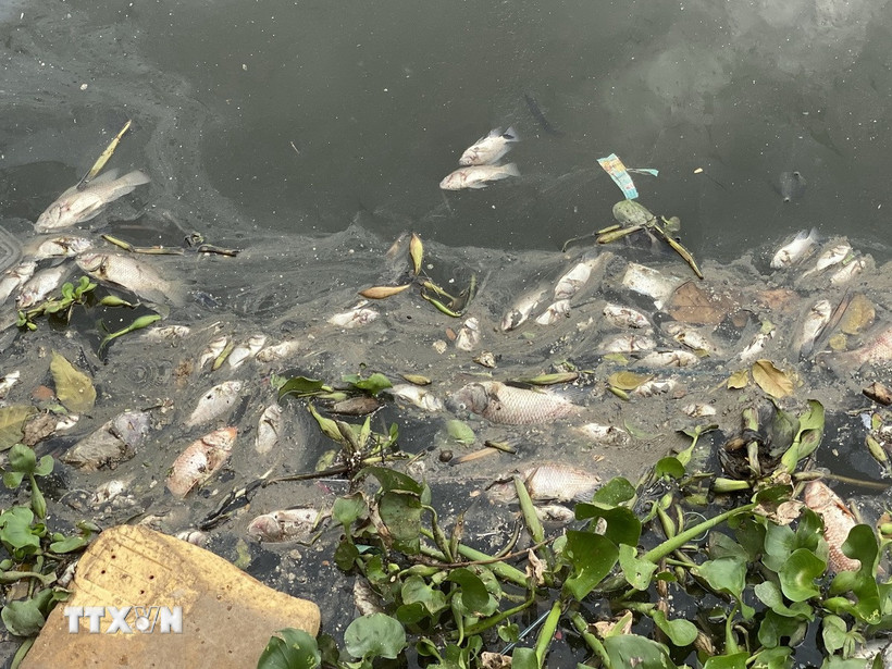 á chết hàng loạt trên kênh Nhiêu Lộc-Thị Nghè sau đợt mưa đầu mùa. (Ảnh: Hồng Giang/TTXVN)