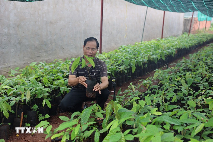 Ông Cao Xuân Trường, xã Xuân Sơn, Thành phố Hồ Chí Minh lựa chọn và đặt hàng cây giống tại Hợp tác xã ca cao Châu Đức. Tuy nhiên, phải 2 tháng nữa ông mới được cung cấp cây giống. (Ảnh: Hoàng Nhị/TTXVN)