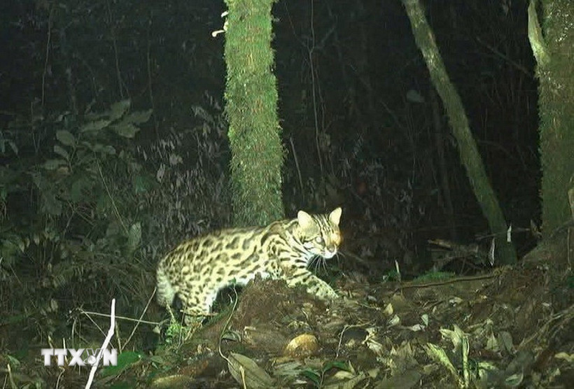 Cá thể Mèo gấm (Pardofelis marmorata) do bẫy ảnh ghi được. (Ảnh: TTXVN phát)