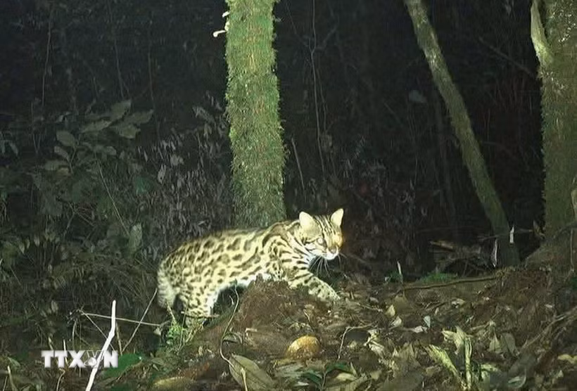 Cá thể Mèo gấm (Pardofelis marmorata) do bẫy ảnh ghi được. (Ảnh: TTXVN phát)