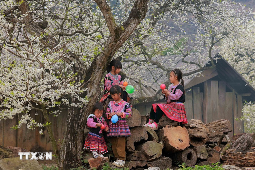 Những em nhỏ dân tộc Mông vui chơi dưới những cây mận đang thi nhau đua nở hoa trắng xóa. (Ảnh: Quang Quyết/TTXVN)