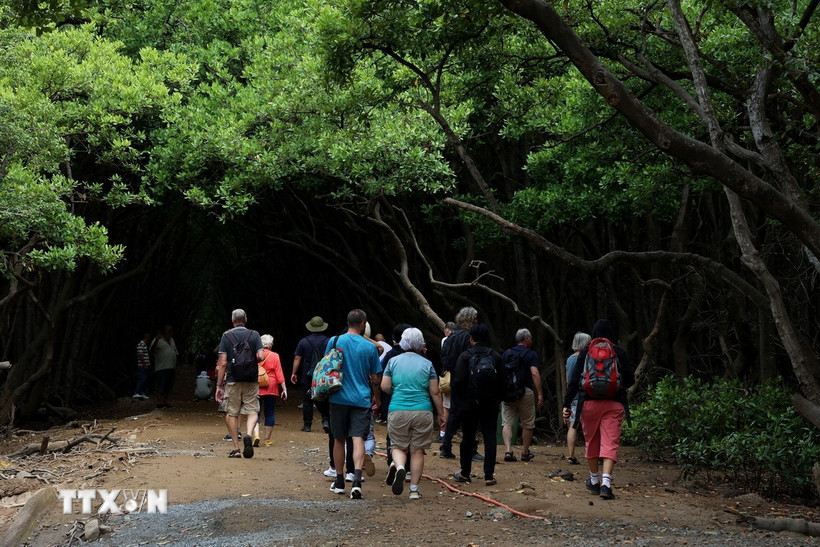 Đảo Khỉ nằm trong hệ sinh thái khu dự trữ sinh quyển rừng ngập mặn Cần Giờ thu hút hàng chục nghìn lượt khách du lịch đến tham quan và tìm hiểu mỗi năm. (Ảnh: Hồng Đạt/TTXVN)