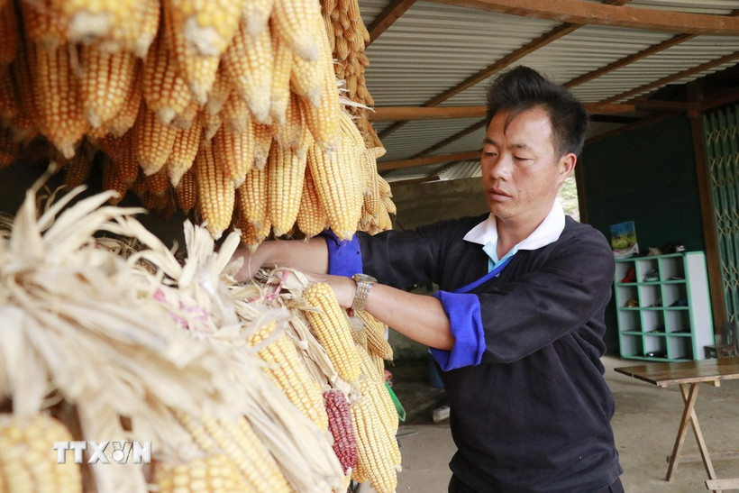 (Ảnh: Đinh Thùy/TTXVN)