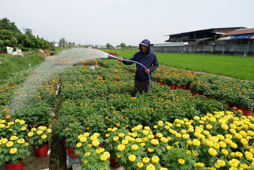 Những ngày cận Tết Nguyên đán, không khí lao động trên các cánh đồng, vườn hoa, vùng sản xuất rau màu của tỉnh Tây Ninh trở nên nhộn nhịp. (Ảnh: Đức Hạnh/TTXVN)
