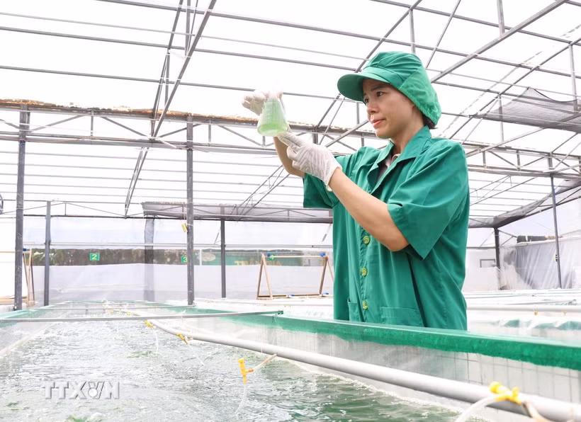 Kỹ sư Lương Thị Mai Hương kiểm tra tảo Spirulina. (Ảnh: Nguyễn Thành/TTXVN)