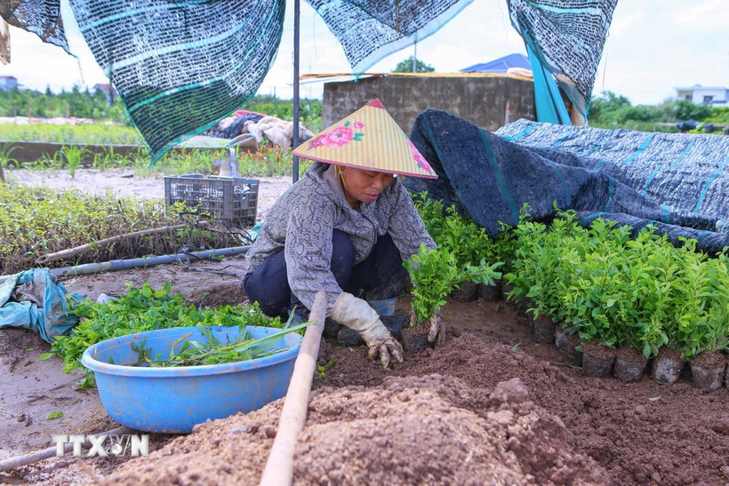 Người dân phường Vị Khê (Ninh Bình) chuẩn bị con giống để phục hồi sản xuất. (Ảnh: Công Luật/TTXVN)