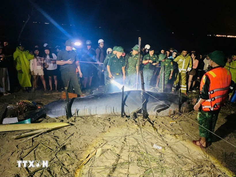 Lực lượng chức năng làm nhiệm vụ tại khu vực Cá Ông trôi dạt vào bãi tắm Liên Chiểu (thành phố Đà Nẵng). (Ảnh: Khoa Chương/TTXVN)