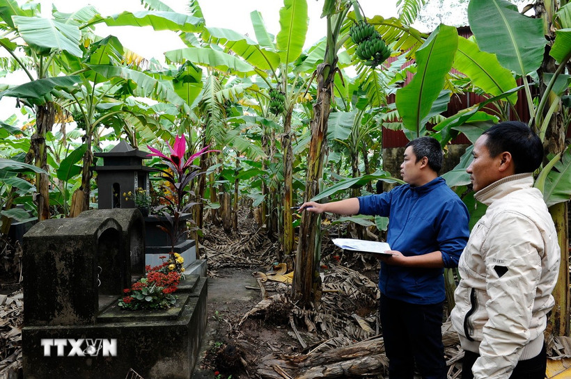 Chính quyền xã Tứ Dân (Khoái Châu) đang tiến hành kiểm đếm, quy chủ 517 ngôi mộ nằm trong phạm vi giải phóng mặt bằng của Dự án. (Ảnh Mạnh Khánh/TTXVN)