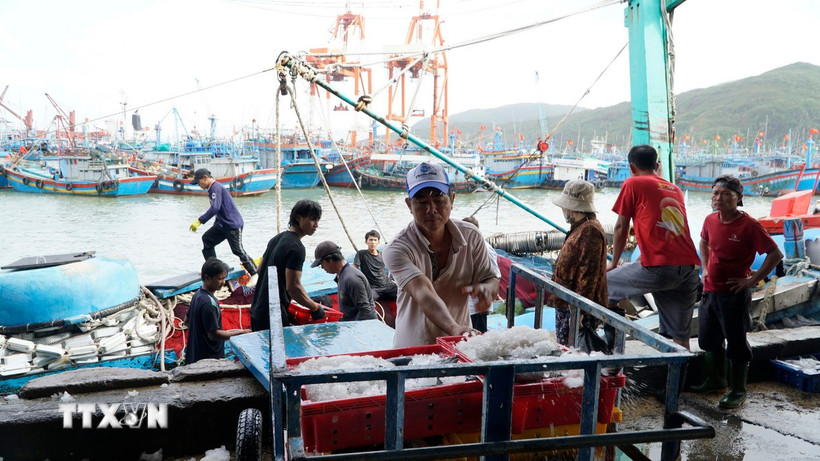 Ngư dân đưa hải sản lên bờ. (Ảnh: Đình Quân/TTXVN)