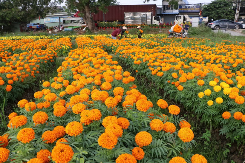 Nhà nông tại cánh đồng hoa Tân Ba ở thành phố Tân Uyên, tỉnh Bình Dương tất bật thu hoạch hoa phục vụ thị trường tiễn ông Công ông Táo. (Ảnh: Dương Chí Tưởng/TTXVN)