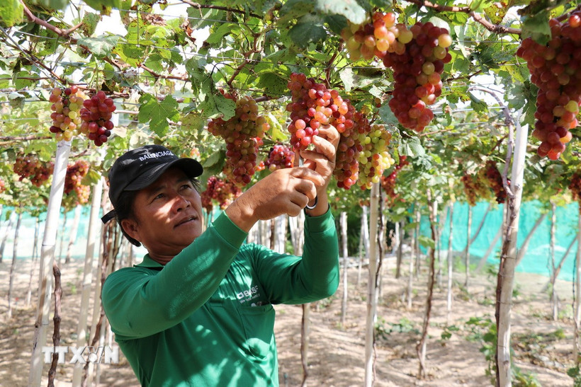 Nông dân xã Vĩnh Hải (Ninh Hải, Ninh Thuận) chăm sóc giống nho đỏ mới không hạt NH04-70 phục vụ thị trường Tết 2025. (Ảnh: Nguyễn Thành/TTXVN)