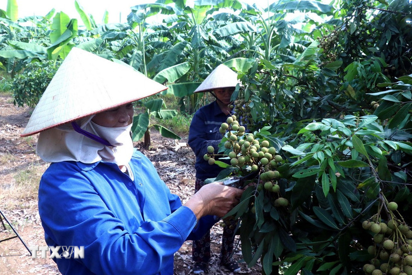 Các thành viên của Hợp tác xã cây ăn quả đặc sản Quyết Thắng, xã Tân Hưng, tỉnh Hưng Yên chăm sóc vườn nhãn để chuẩn bị bước vào vụ thu hoạch. (Ảnh: Đinh Văn Nhiều/TTXVN)
