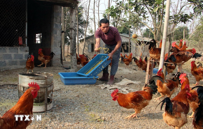 Người dân sử dụng thức ăn có phối trộn đế đông trùng hạ thảo, dược liệu bổ sung dinh dưỡng cho gà ăn. (Ảnh: Nguyễn Lành/TTXVN)