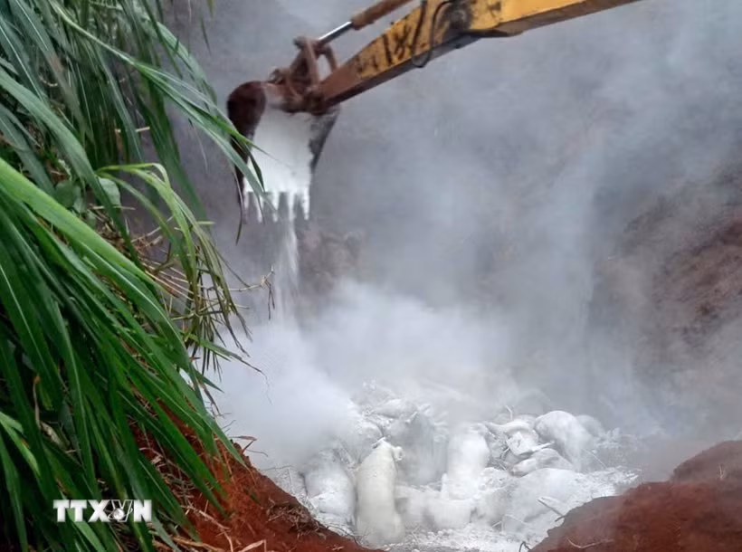 Tiêu hủy lợn nhiễm dịch tả châu Phi tại xã Đức An, tỉnh Lâm Đồng. (Ảnh: TTXVN phát)