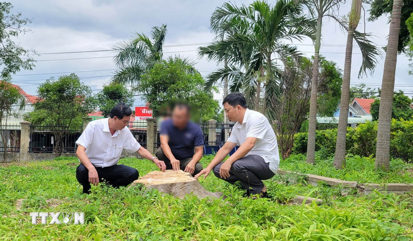 Gốc một cây xanh trong khuôn viên trụ sở xã Đông, huyện Kbang cũ (nay là trụ sở Đảng ủy xã Kông Bơ La, tỉnh Gia Lai) đã bị cưa hạ. (Ảnh: Hoài Nam/TTXVN)