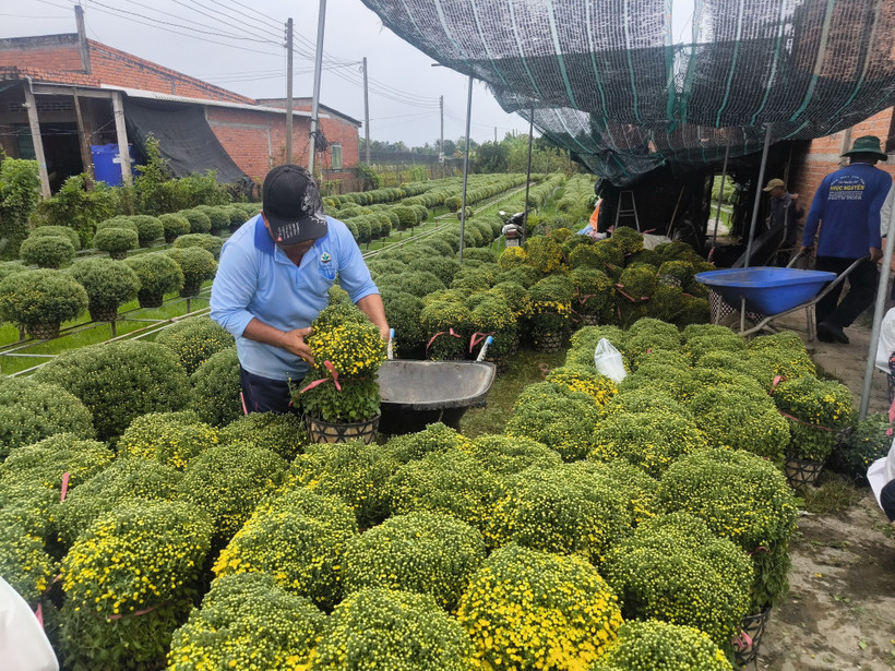 Chuẩn bị đóng gói cúc mâm xôi giao cho thương lái đi tiêu thụ. (Ảnh: Huỳnh Phúc Hậu/TTXVN)