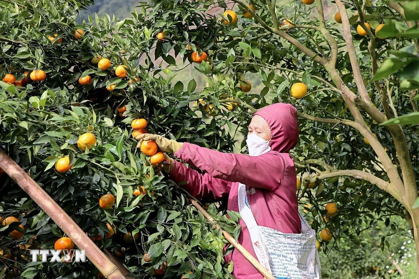 Người dân thu hoạch quýt Nam Sơn bằng cách đổi công giữa các hộ gia đình. (Ảnh: Thanh Hải/TTXVN)