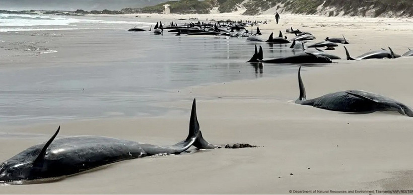 Cá heo bị mắc cạn trên bãi biển ở đảo Tasmania, Australia. (Nguồn: AAP/Reuters)
