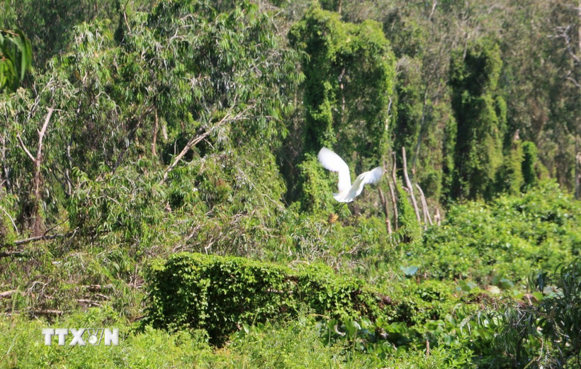Rừng tràm Trà Sư có hệ động vật phong phú, với 70 loài chim thuộc 13 bộ và 31 họ, có 2 loài chim được ghi trong Sách Đỏ Việt Nam. (Ảnh: Công Mạo/TTXVN)