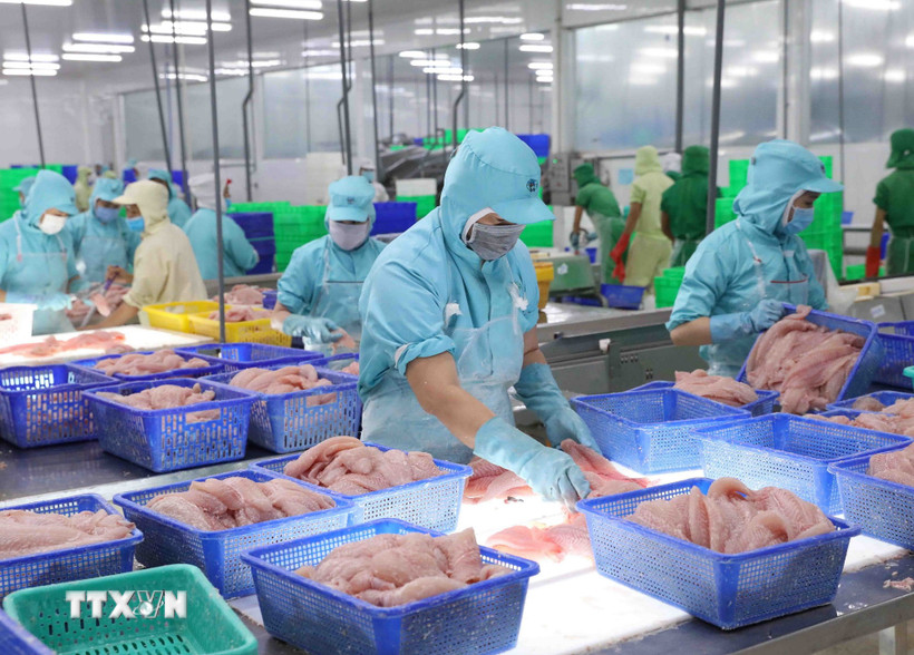 Chế biến cá tra xuất khẩu tại nhà máy của Tập đoàn Sao Mai, tỉnh An Giang. (Ảnh: Vũ Sinh/TTXVN)